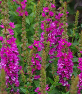 Lythrum salicaria 'Robert' 